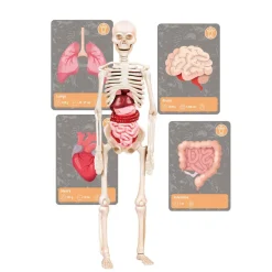 tiedesetti History Of Life On Earth*Clementoni Discount