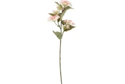 hortensia oksa valkoinen*4Living Best