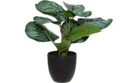 silkkimaija muoviruukussa*4Living Hot