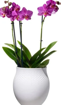 Collier Vaasi 16,5x16,5x17,5cm valkoinen*Villeroy&Boch Online